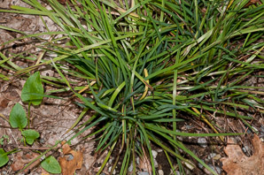 Sisyrinchium fuscatum (blue-eyed grass)
