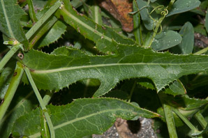 Sonchus oleraceus (sow thistle, common sow thistle, common sowthistle)