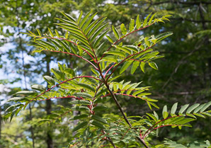 Sorbus americana (mountain ash, American mountain ash)