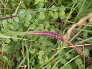 Sorghum halepense (Johnson grass)