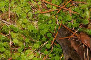 Sphagnum squarrosum (spiky bog moss, sphagnum moss)