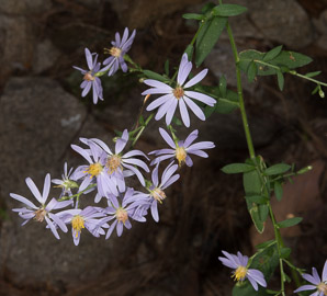 Symphyotrichum patens (clasping aster, late purple aster)