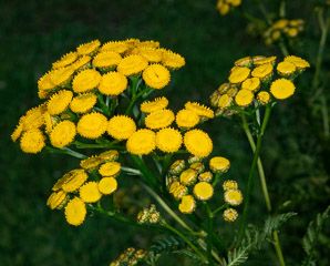 Tanacetum vulgare (common tansy, golden buttons, curly leaf tansy, tansy, bitter buttons)