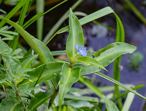 Tradescantia virginiana (Virginia spiderwort)