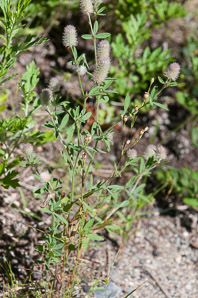 Trifolium arvense (rabbit-foot clover, rabbitfoot clover, hares-foot clover, stone clover, oldfield clover)
