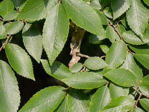 Ulmus alata (winged elm)