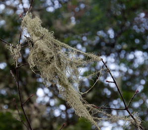 Usnea longissima (Methuselah’s beard lichen, beard lichen)