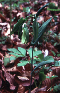 Uvularia perfoliata (strawbell, perfoliate bellwort)