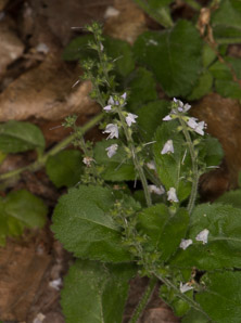 Veronica officinalis (common speedwell)