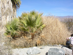 Washingtonia filifera (California fan palm, desert fan palm, cotton palm, Arizona fan palm)