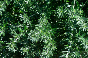 Westringia fruticosa (Australian rosemary, coastal rosemary)