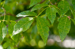 Acer triflorum (three-flowered maple)