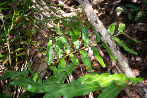 Acrostichum danaeifolium (giant leather fern, leather fern, inland leather fern)