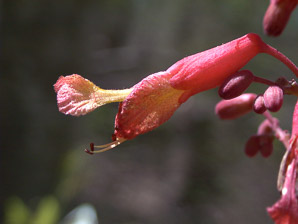 Aesculus pavia (red buckeye)