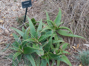 Aloe elgonica (Mt. Elgon aloe)