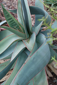 Aloe striata (coral aloe)