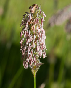 Alopecurus pratensis (field meadow-foxtail, meadow foxtail)