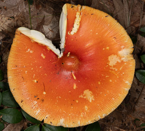 Amanita caesarea (American Caesar’s mushroom)