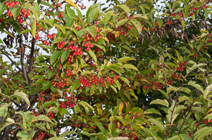 Aronia arbutifolia (red chokeberry)