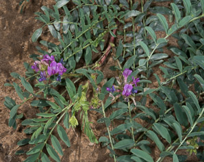 Astragalus tephrodes (silverline locoweed, ashen milkvetch)