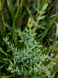 Baptisia tinctoria (wild indigo, yellow false indigo, horseflyweed, horseflyw)