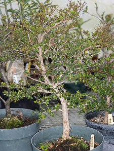 Bucida molinetii (black olive, spiny black olive, Ming tree, dwarf geometry tree)
