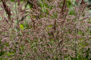 Calamagrostis epigejos (feathertop reed grass)