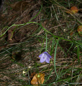 Campanula rotundifolia (bluebell, harebell, bluebell bellflower)
