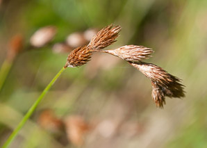 Carex scoparia (pointed broom sedge)