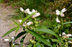 Chelone glabra (turtlehead, snake-head, turtle-bloom, shellflower, bitter herb, white chelone, white turtlehead)