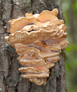 Climacodon septentrionalis (northern tooth fungus, white rot fungus)