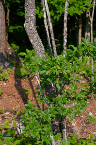 Cornus florida (flowering dogwood)