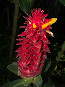 Costus barbatus (red velvet ginger, spiral ginger)