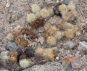 Cylindropuntia bigelovii (teddy bear cholla, teddybear cholla, chollo de oso, golden-spined jumping cholla, guerra, vellas de coyote)