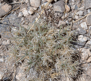 Dasyochloa pulchella (desert fluff-grass, low woollygrass)