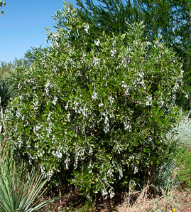 Dermatophyllum secundiflorum (Texas mountain laurel)
