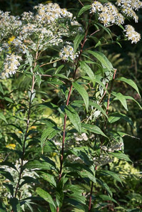 Doellingeria umbellata (flat-topped white aster, umbellate aster, parasol whitetop, tall flat-topped white aster)