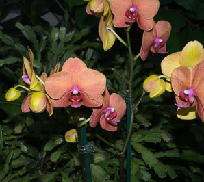 Doritaenopsis Surf (orchid)