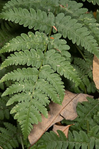 Dryopteris marginalis (marginal wood fern)