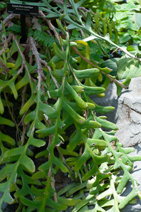 Epiphyllum anguliger (rickrack cactus, moon cactus, queen of the night)