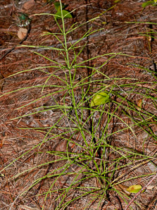 Equisetum pratense (meadow horsetail)