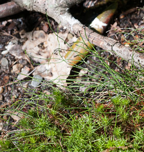 Equisetum scirpoides (dwarf scouring-rush)