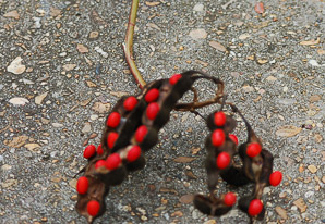 Erythrina herbacea (coral bean, cherokee bean, mamou plant)