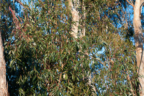 Eucalyptus L’Hér.