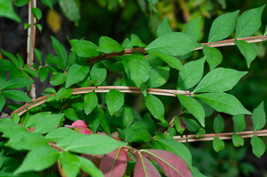 Euonymus alatus (burning bush, winged spindle, winged euonymus)