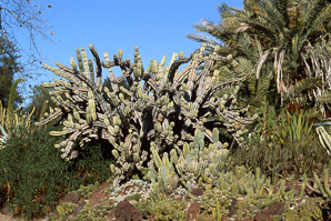Euphorbia ingens (cowboy cactus)