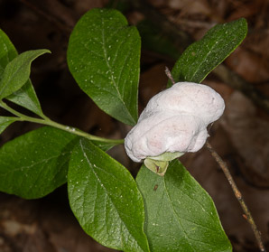 Exobasidium vaccinii (azalea gall)