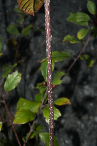 Frangula alnus (European buckthorn, alder buckthorn)