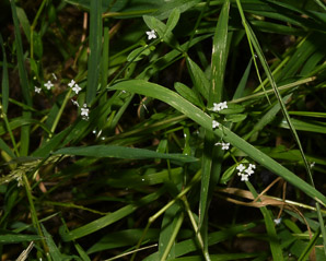 Galium palustre (marsh bedstraw)