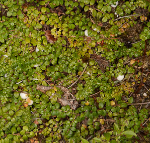 Gaultheria hispidula (creeping snowberry, moxie-plum)